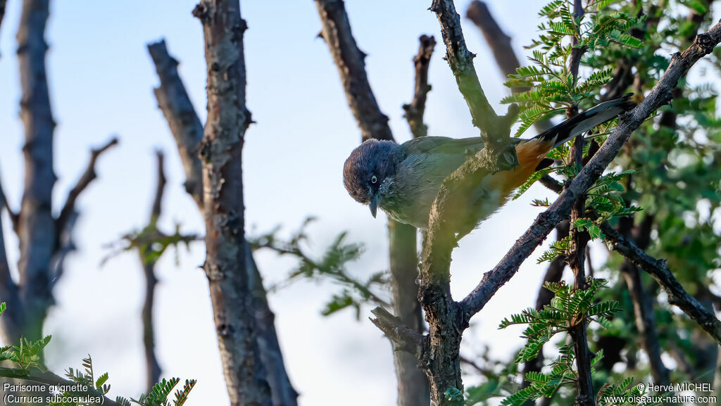 Parisome grignette - Fauvette grignette<br />