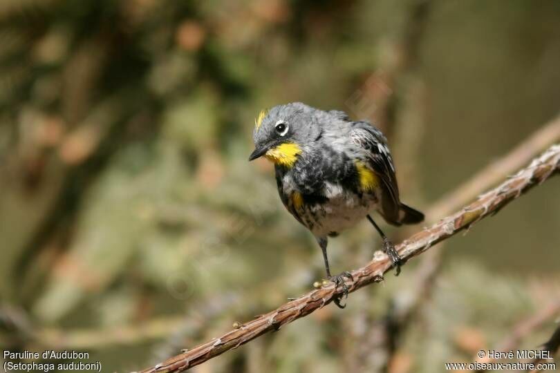 Paruline d'Audubon