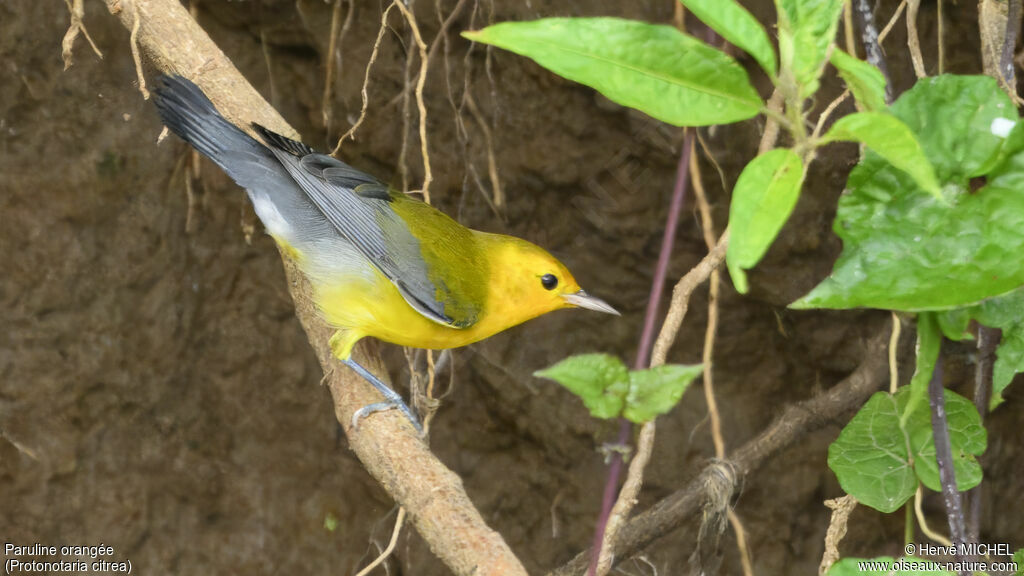 Prothonotary Warbler