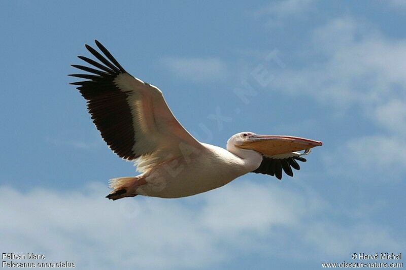 Great White Pelican