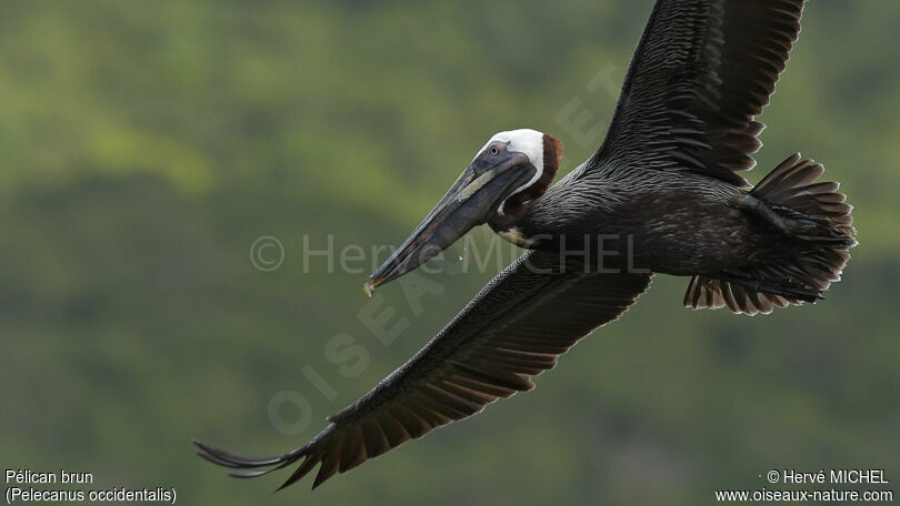 Brown Pelicanadult breeding