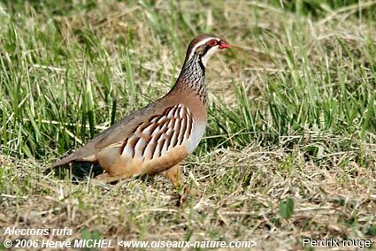 Red-legged Partridgeadult breeding