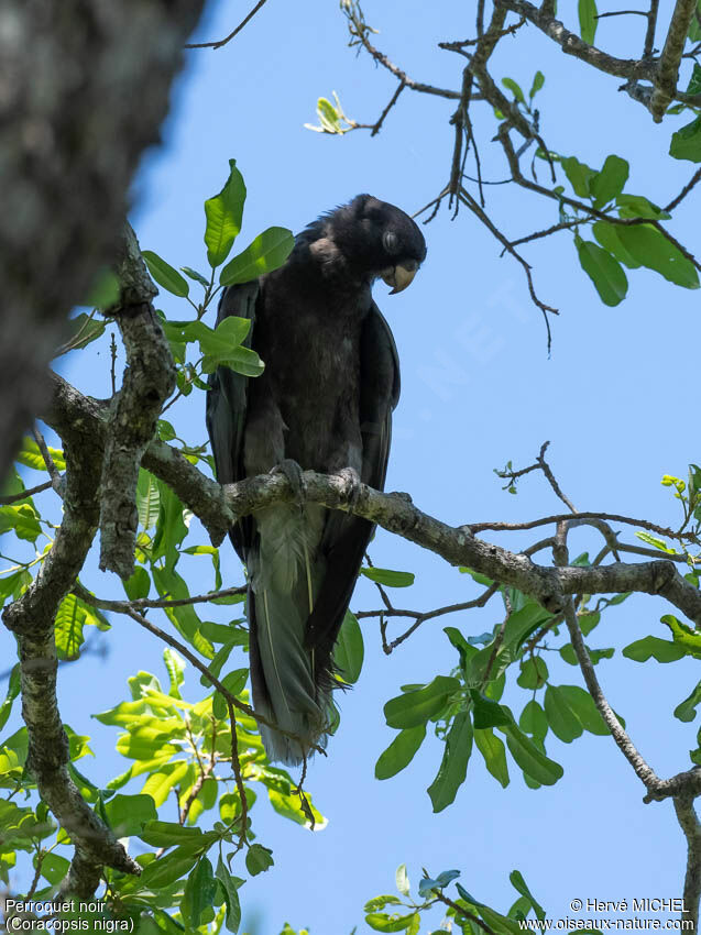 Lesser Vasa Parrot