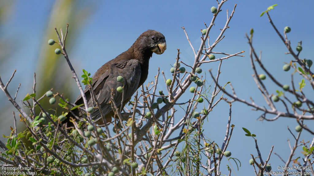 Greater Vasa Parrot