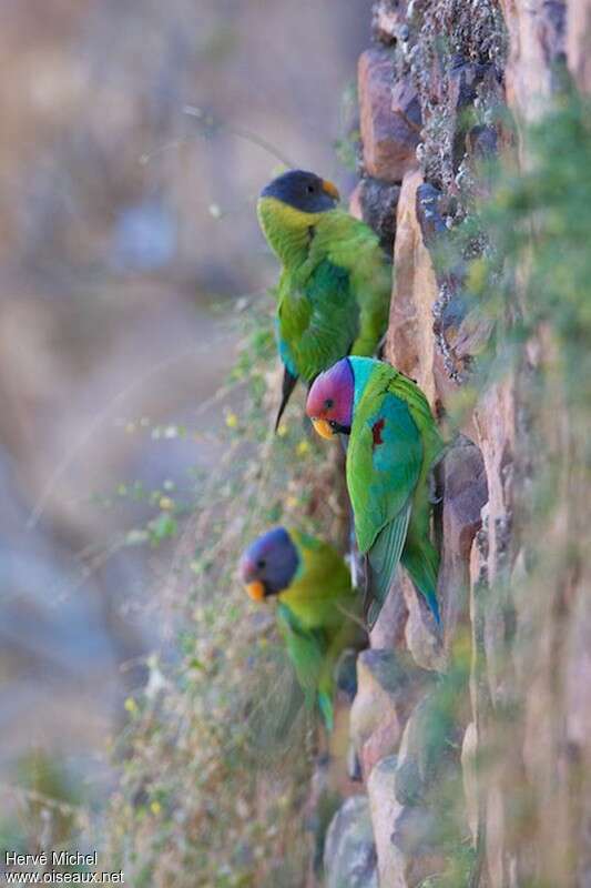 Plum-headed Parakeet, feeding habits