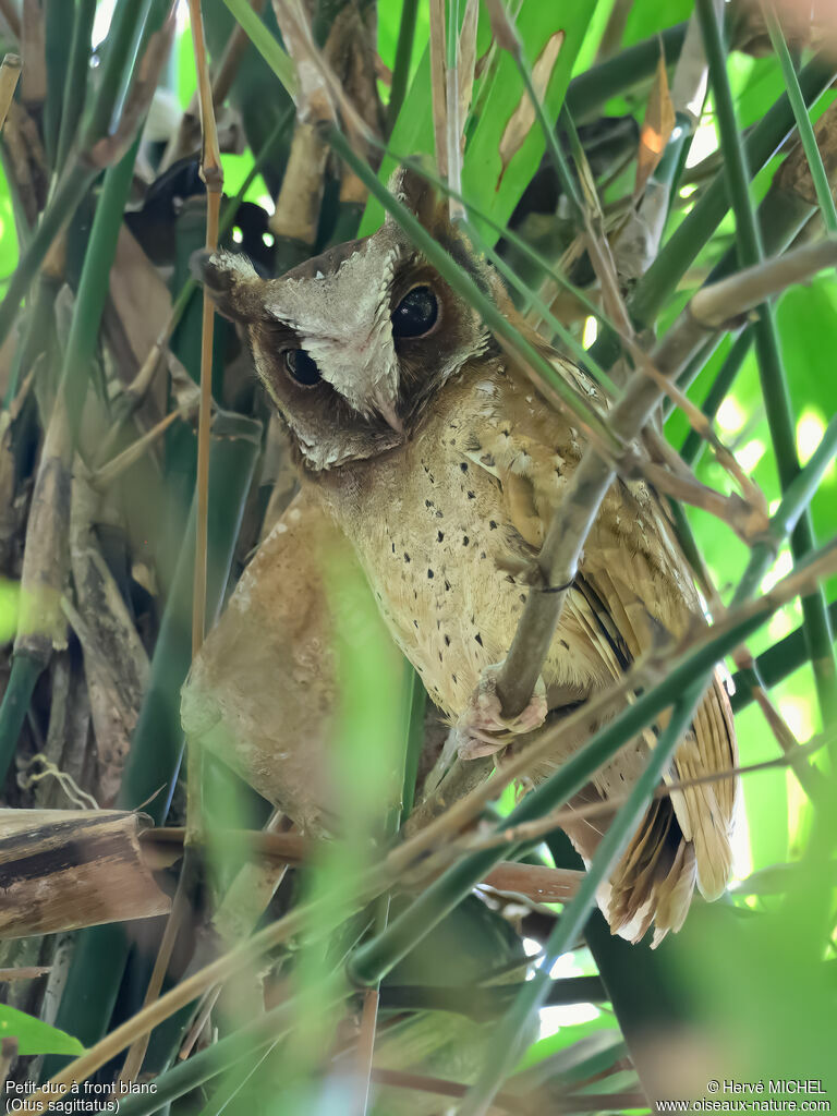 White-fronted Scops Owl