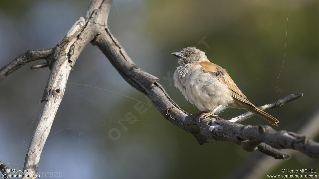 Petit Moineau