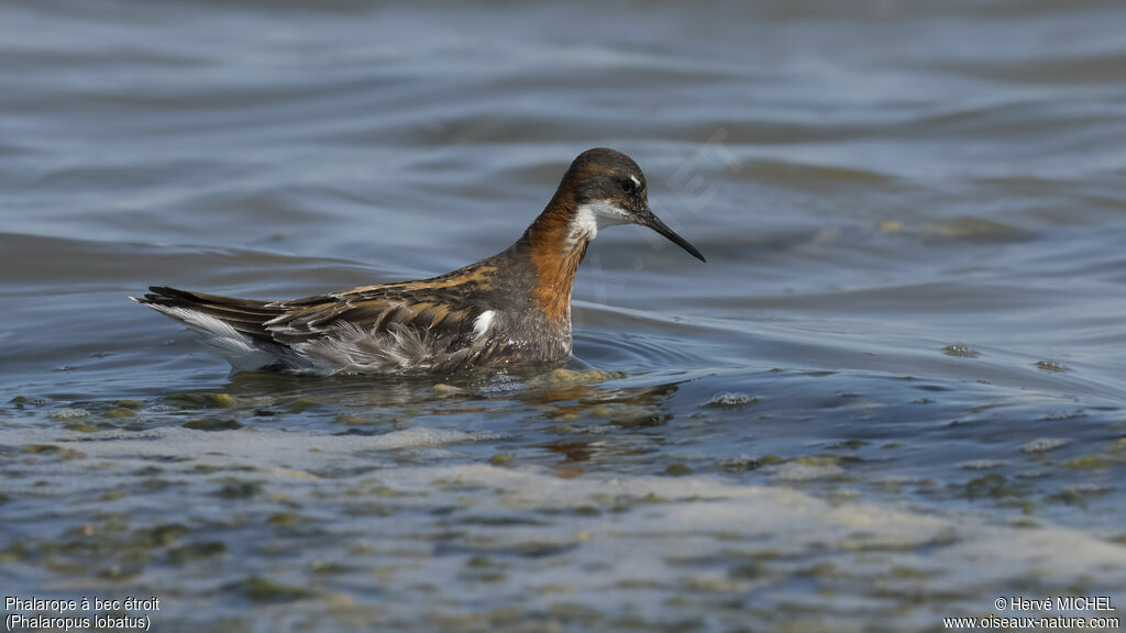 Phalarope à bec étroit femelle adulte nuptial