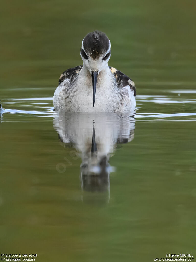 Phalarope à bec étroit1ère année
