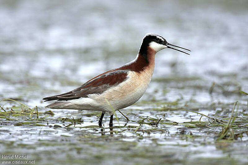 Phalarope de Wilson femelle adulte nuptial, identification