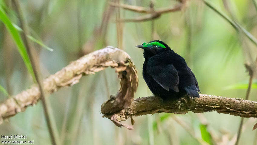 Velvet Asity male adult, identification