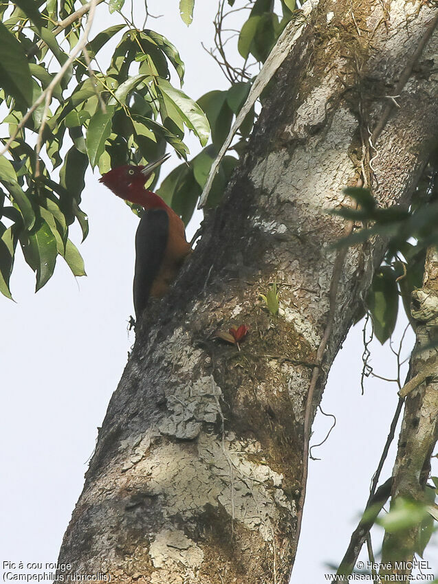 Pic à cou rouge