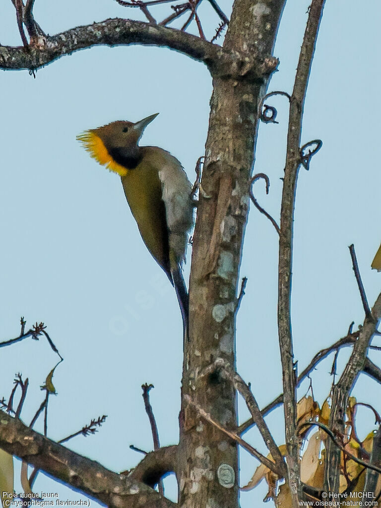 Greater Yellownape