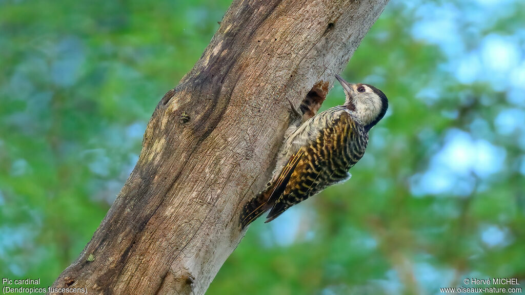 Pic cardinal femelle adulte