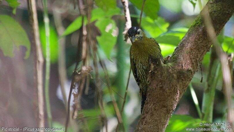 Streak-throated Woodpecker