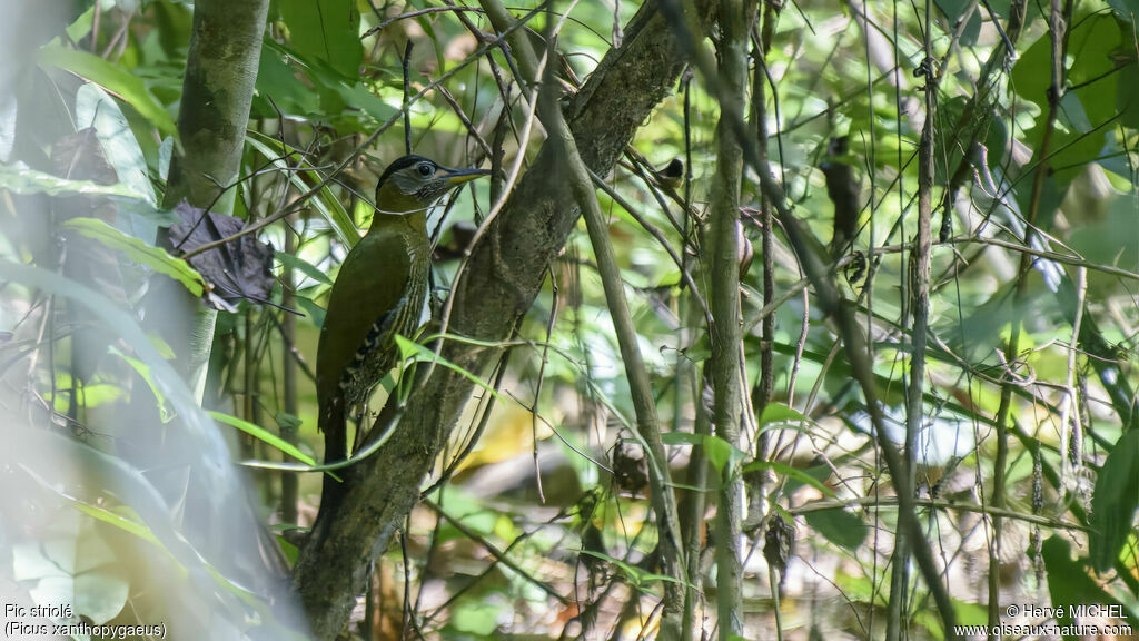 Streak-throated Woodpecker