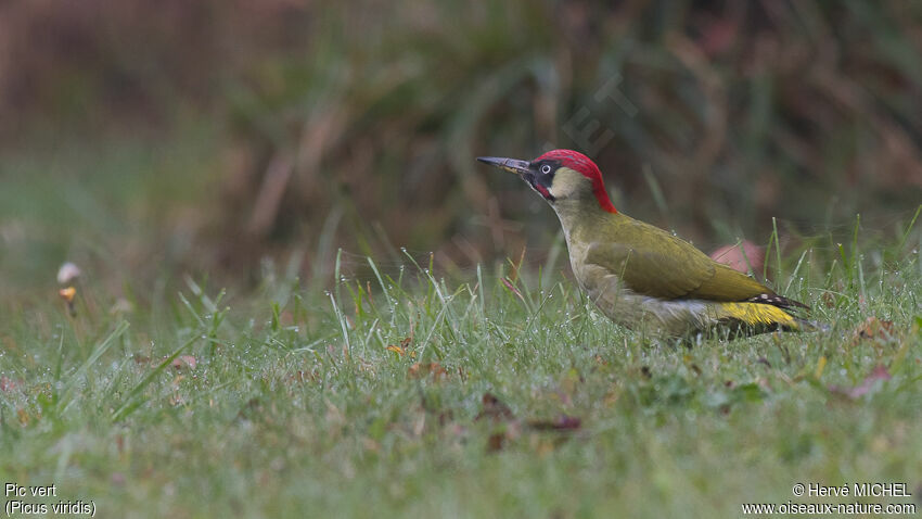 European Green Woodpecker male adult