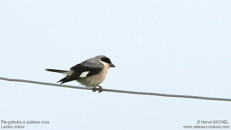Lesser Grey Shrikeadult breeding