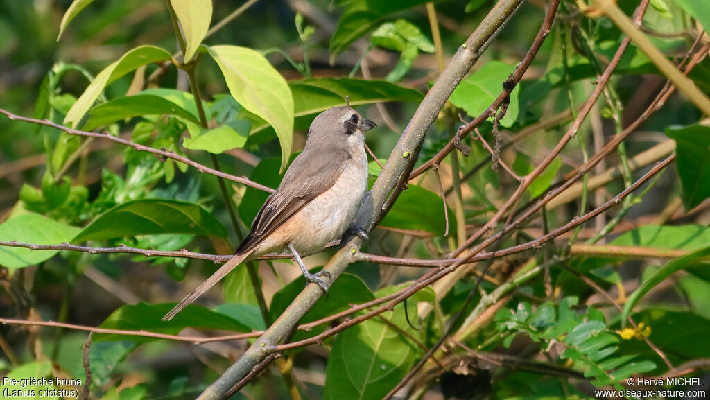 Pie-grièche brune