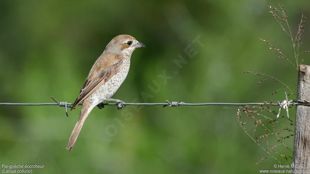 Pie-grièche écorcheur femelle adulte