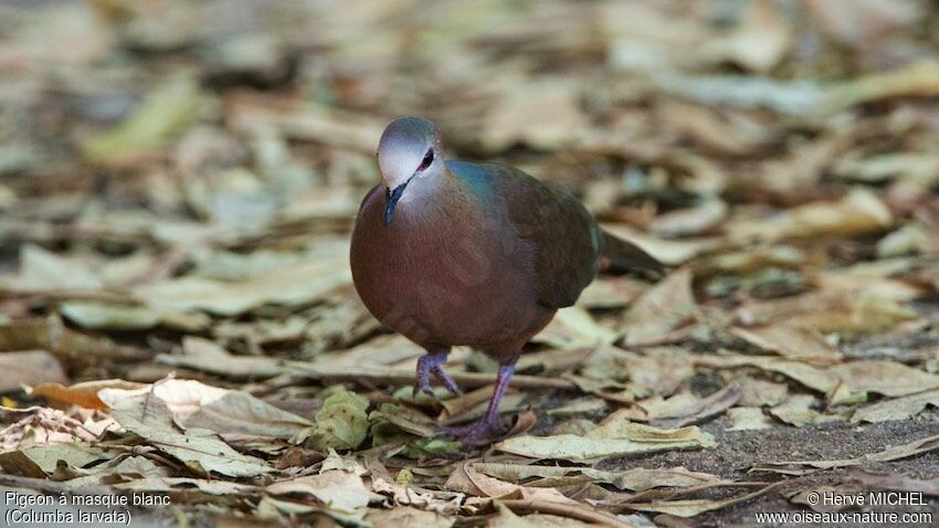 Pigeon à masque blanc