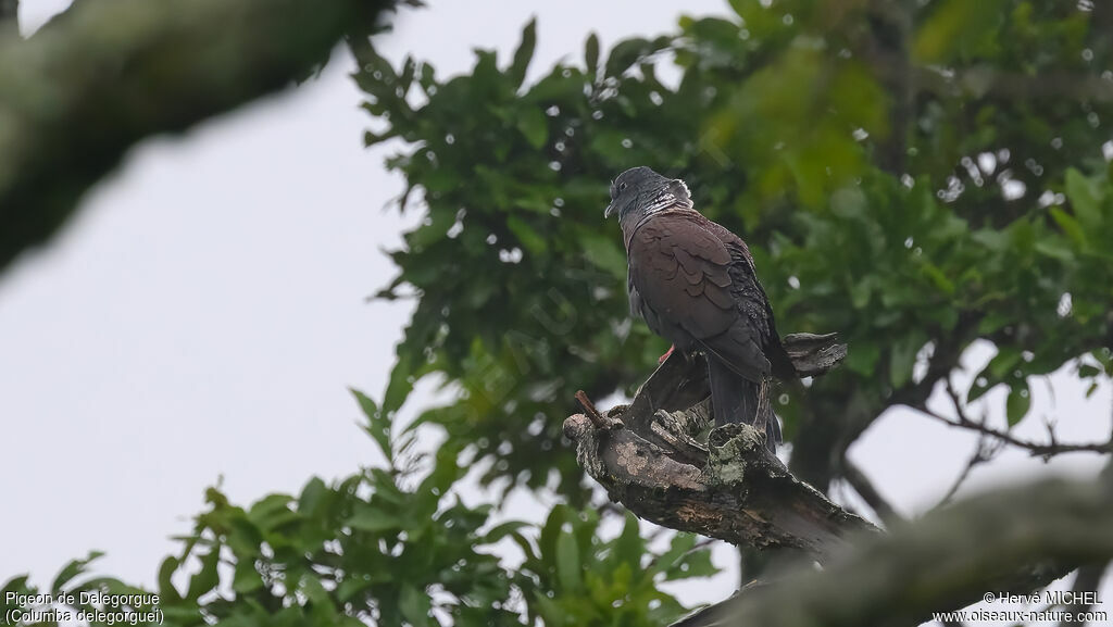 Pigeon de Delegorgue mâle adulte