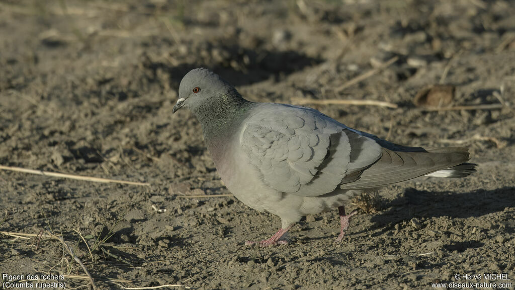 Pigeon des rochers mâle adulte