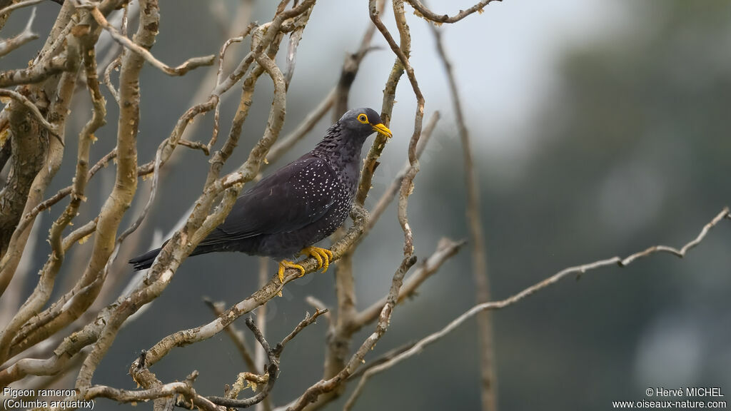 Pigeon rameronadulte