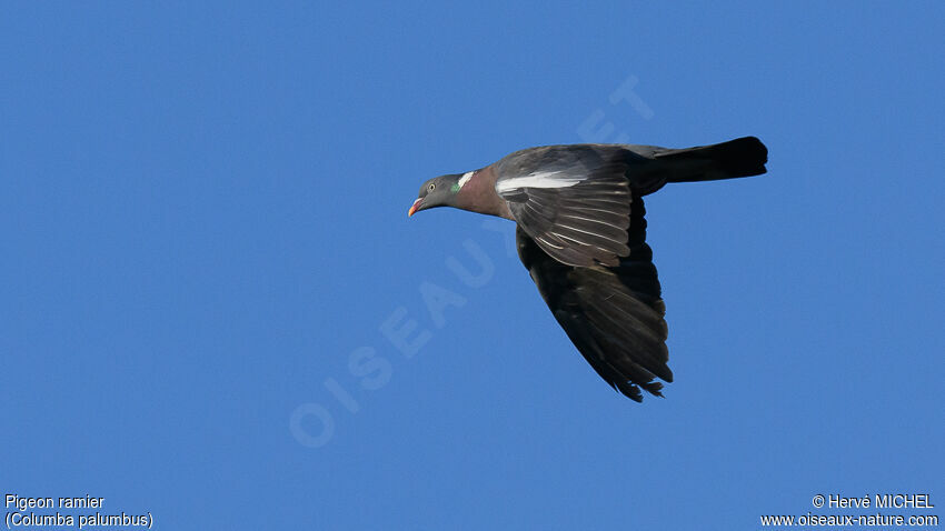 Pigeon ramieradulte