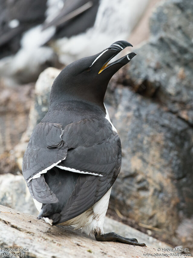 Pingouin tordaadulte