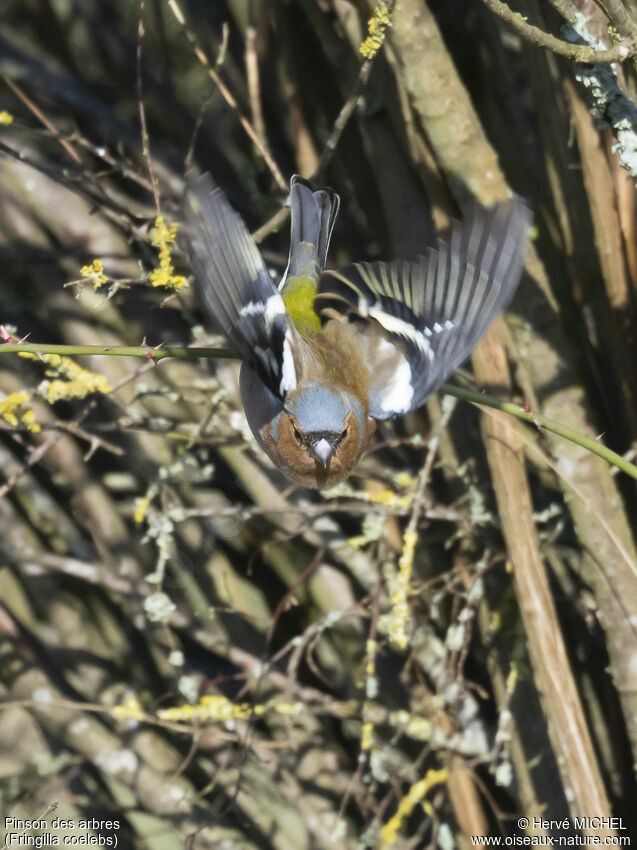 Eurasian Chaffinch male adult