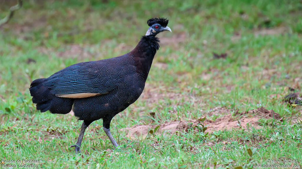 Pintade de Pucheranadulte