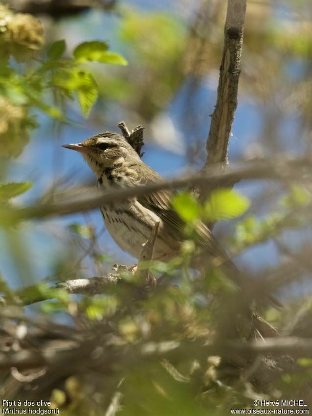 Pipit à dos oliveadulte nuptial