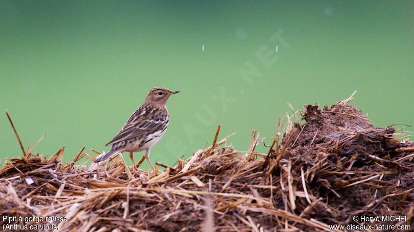 Pipit à gorge rousse mâle adulte nuptial