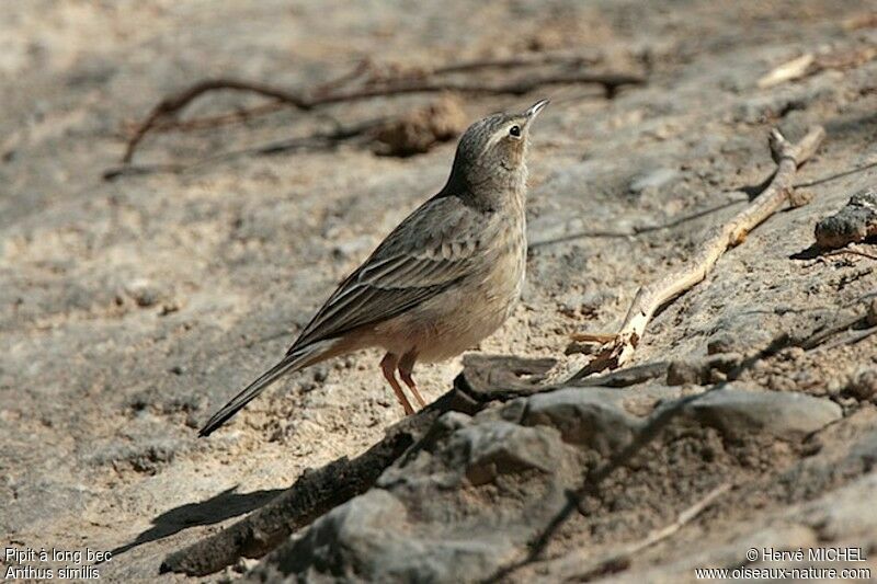 Pipit à long bec, identification