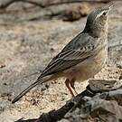 Pipit à long bec