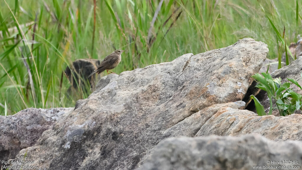 Nicholson's Pipit