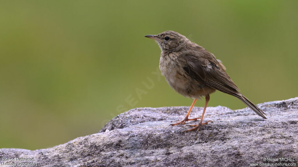 Nicholson's Pipit