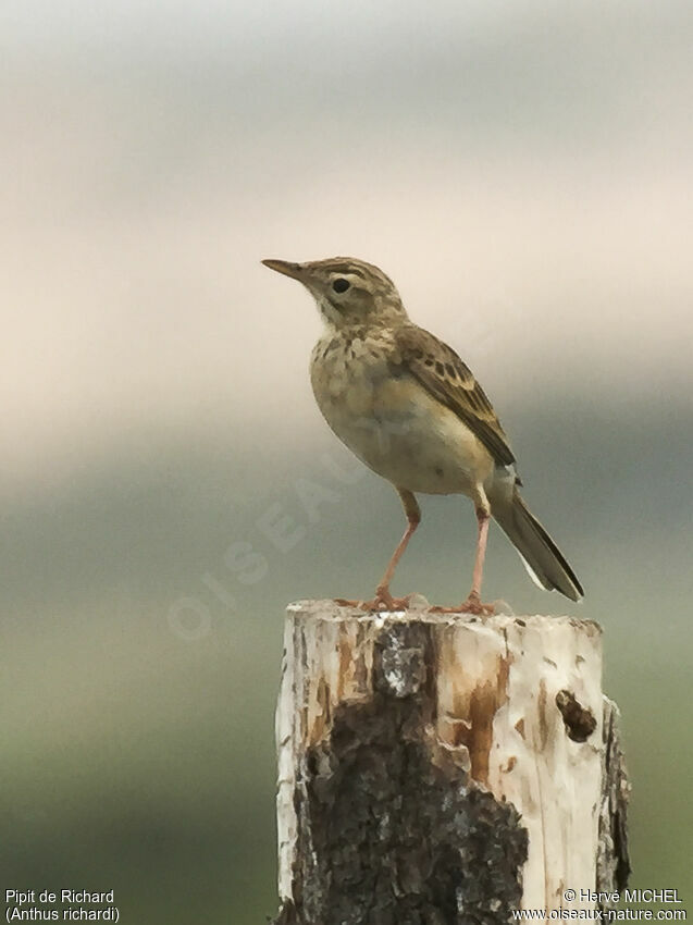 Pipit de Richardadulte nuptial