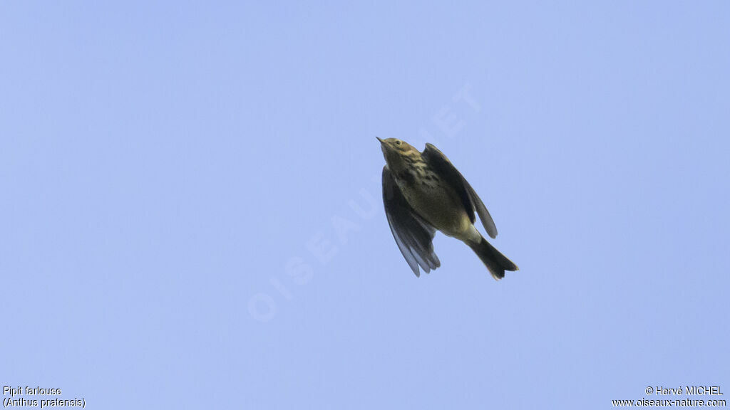 Pipit farlouse