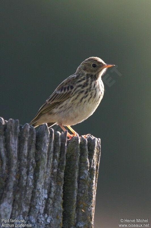 Pipit farlousejuvénile