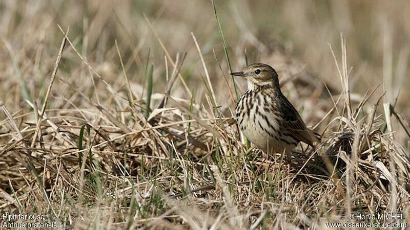 Pipit farlouse mâle adulte nuptial