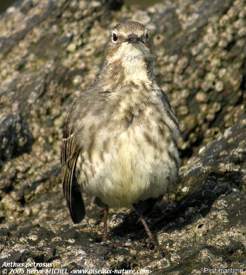 Pipit maritime