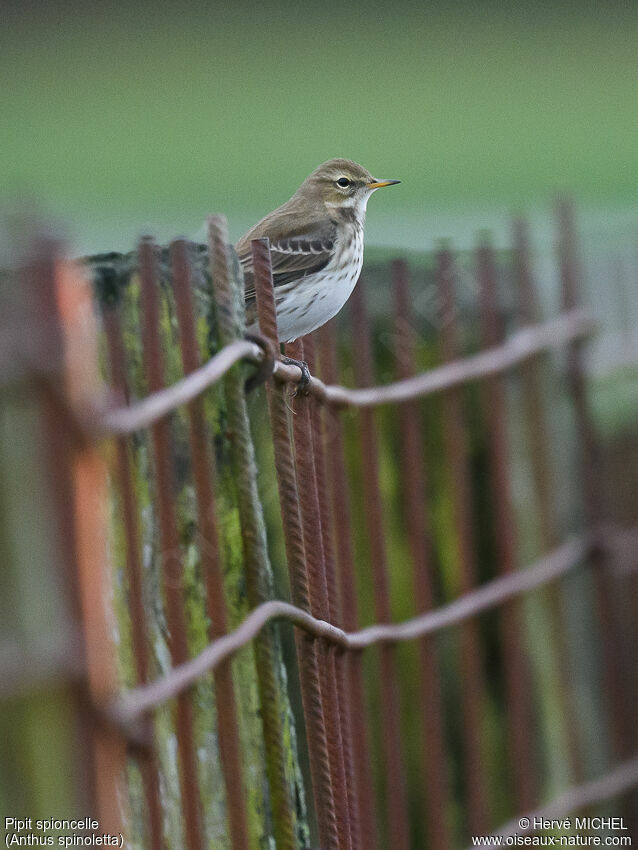 Pipit spioncelle