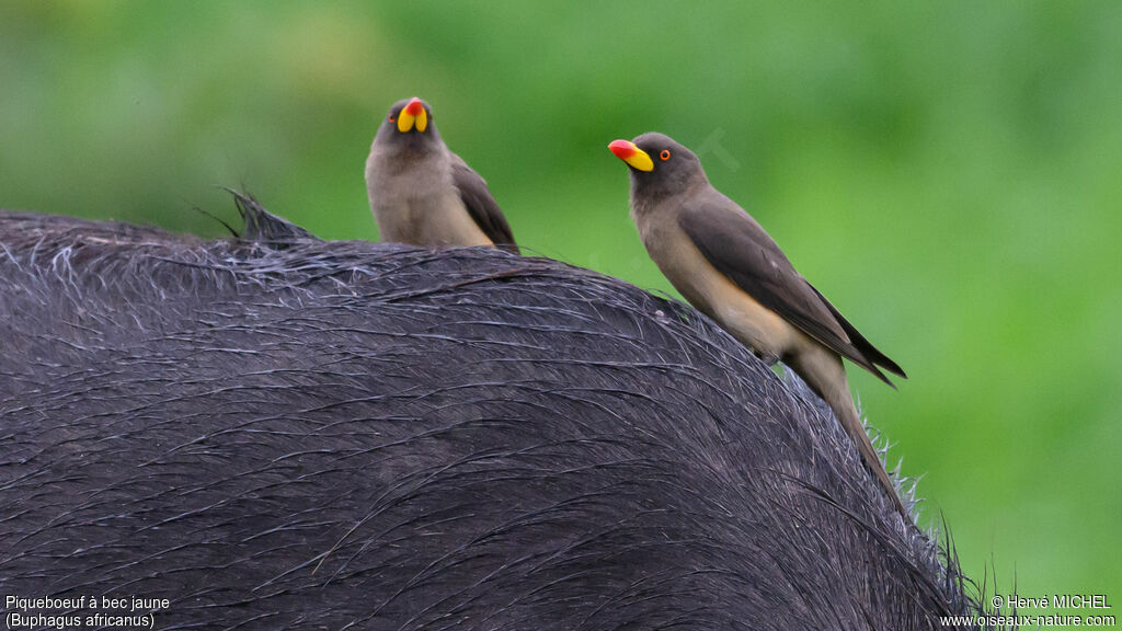 Yellow-billed Oxpecker