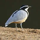 Pluvian fluviatile