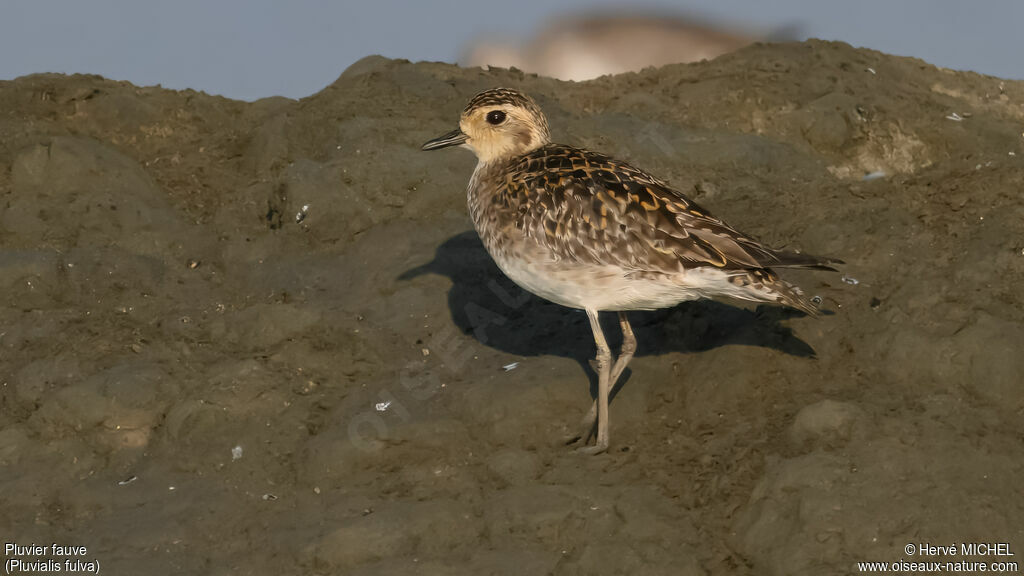 Pacific Golden Plover