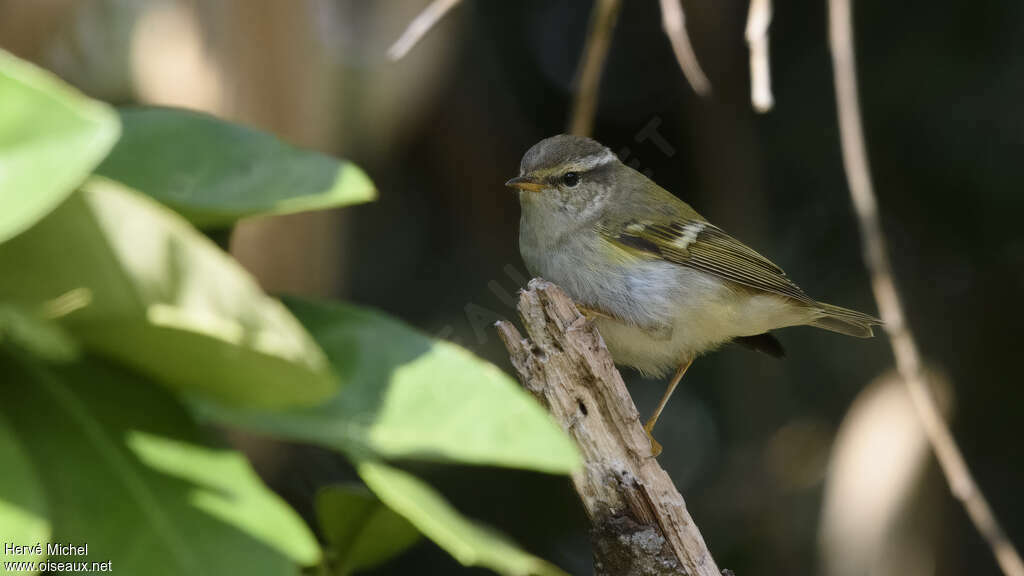 Pouillot à grands sourcils, identification
