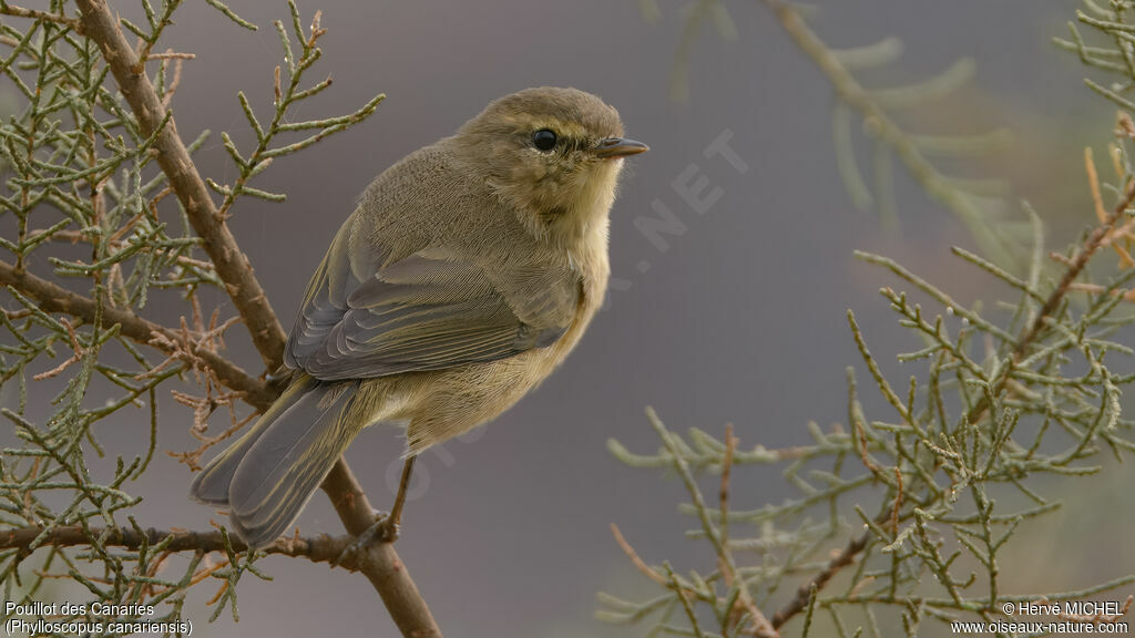Pouillot des Canaries mâle adulte