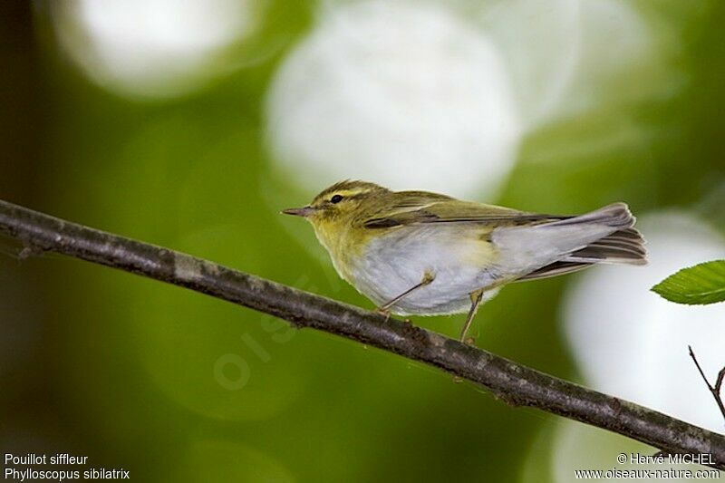 Pouillot siffleur mâle adulte nuptial, identification